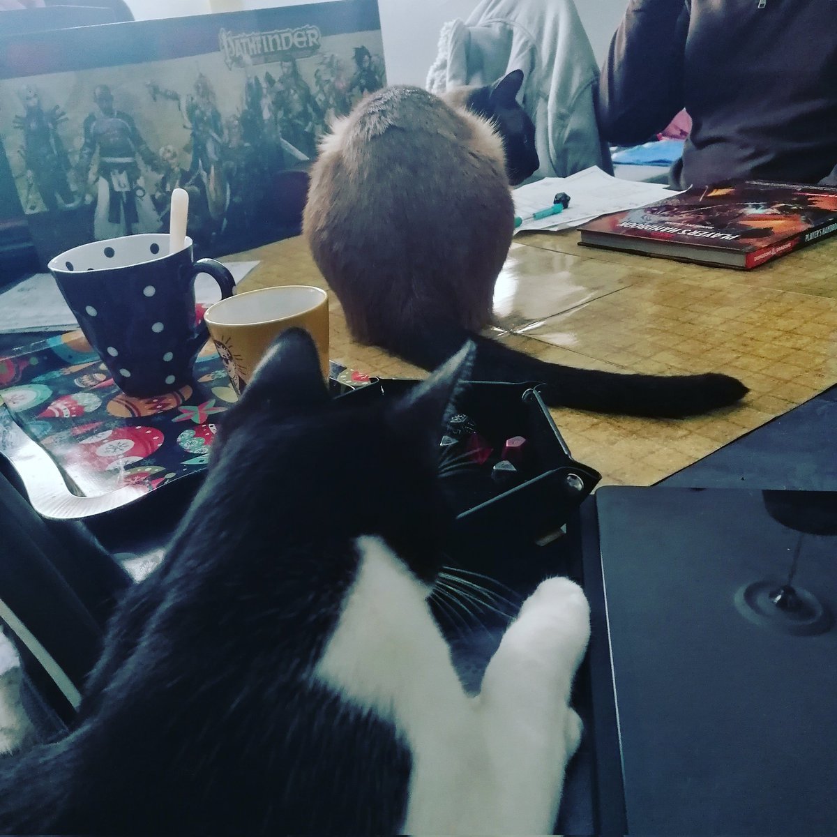 CafeConOreos's tweet photo. Oreo jugando #rol D&D 5e enfrentándose a un monstruo épico (Fujur) en el tablero, cafecito incluido.
#animallovers #furry #kitty #adopted #catlover #cats #siamese_army #siamese_cat #haspurring #babycat #kittylove #catloversclub #adoptedismyfavoritebreed #CatsOfTwitter #Caturday https://t.co/kcyx6TUfJA