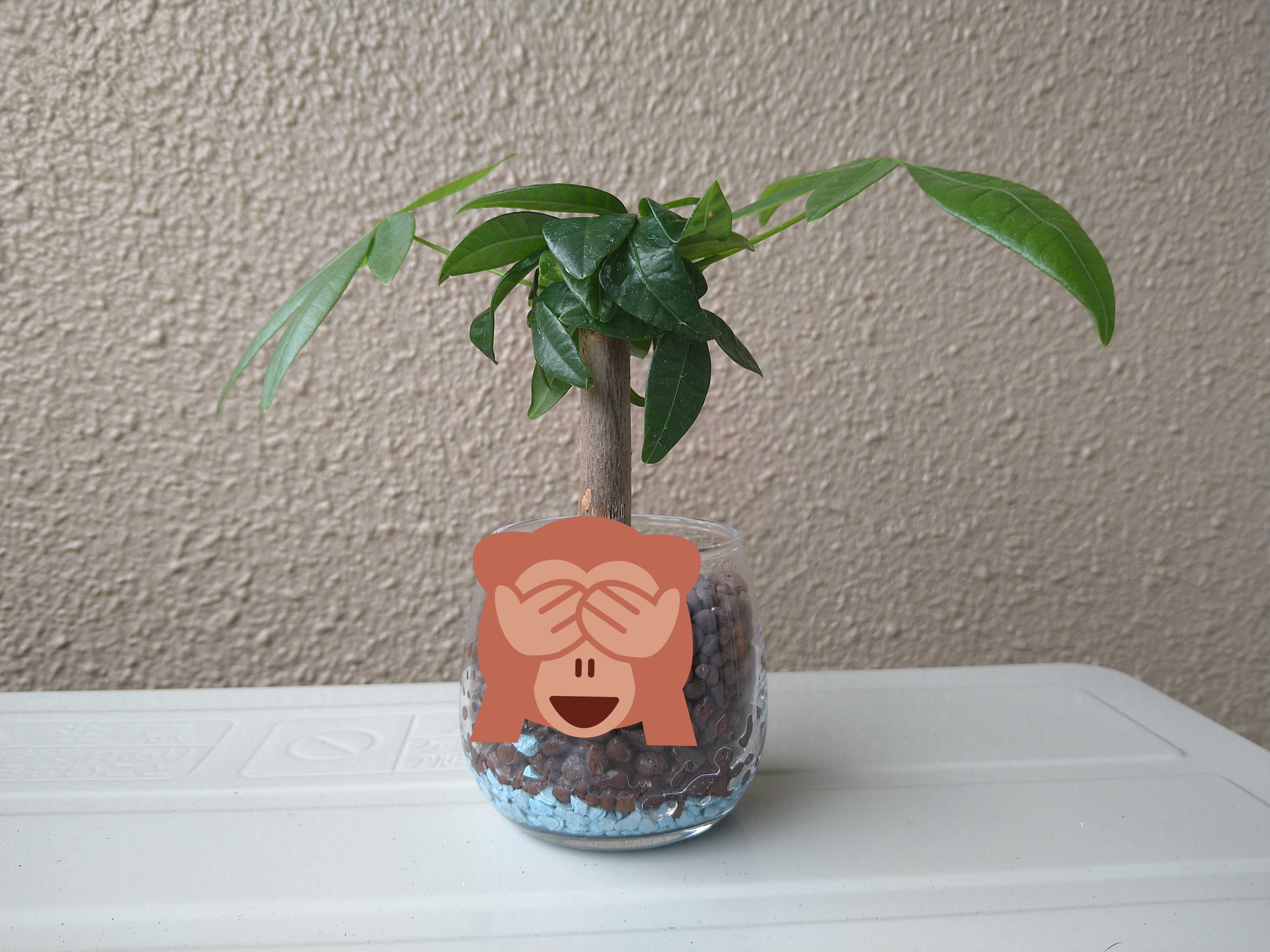 すえ熊 シェフレラ 買った時 5月中旬 の写真は撮りそびれたw 苗と容器はキャンドゥ ハイドロボールはダイソー 根にカビが生えてしまい それを切り取って植え直したので 正しい処置だったのか自信がない 葉に元気がない 回復してほしい 観葉植物