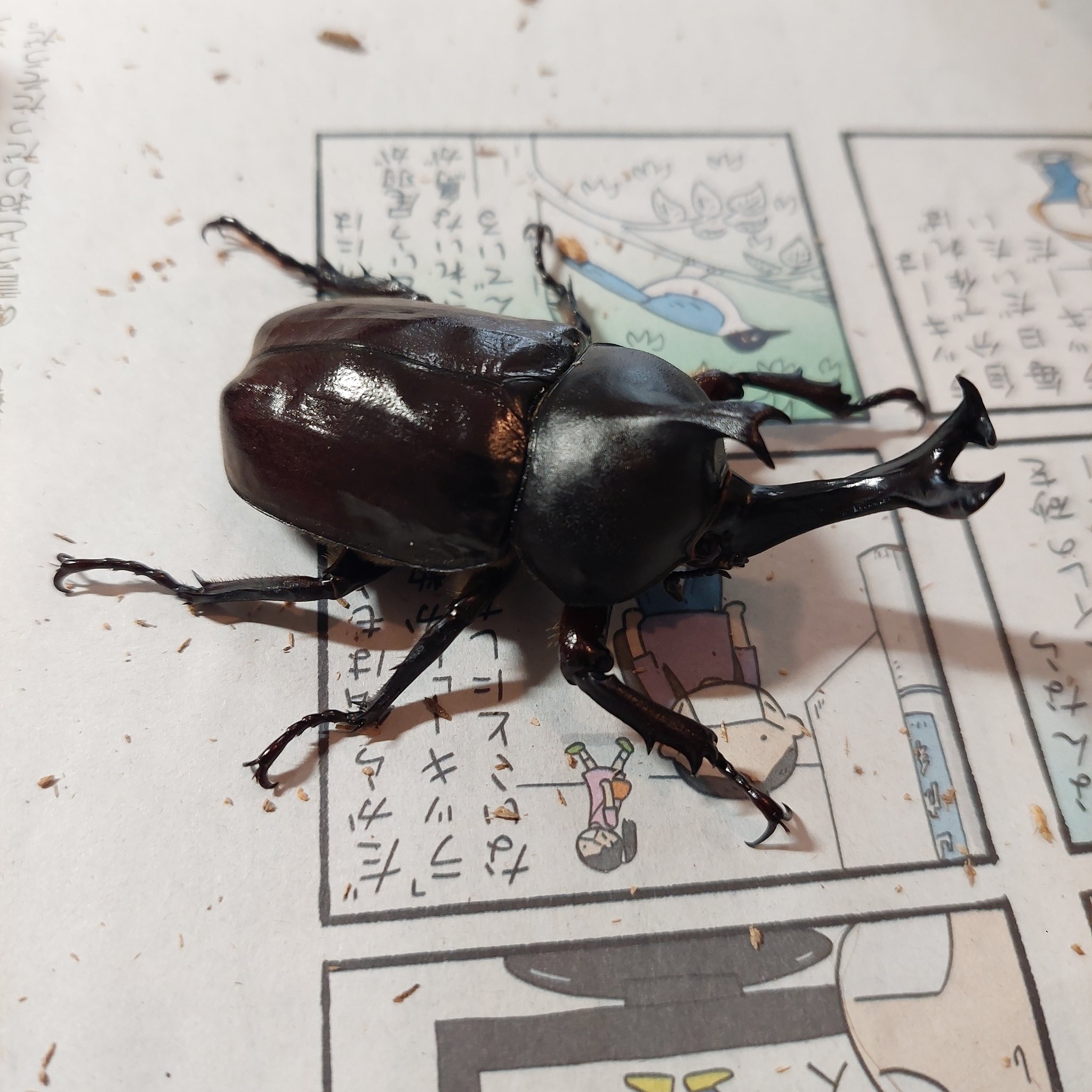 تويتر 鉄太郎 على تويتر 先日羽化した我が家のカブトムシたち 左上から かぶた かぶな かぶじろう かぶハート すべて娘たちが命名 13匹孵化して 半分強が娘の同級生の家に のこり6匹を飼育してちょうどオスメス各2匹ずつ成虫になりました T Co