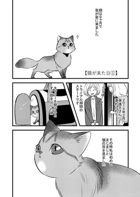 もう8年前、朔が来た日の話。1/2

「ふじいみとりのねこ活」
https://t.co/nS0S81LUIe 