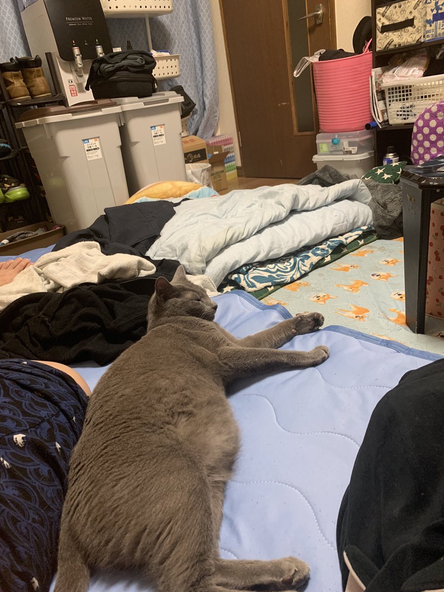 EdqTz's tweet photo. 大事な家族が脱走してしまいました外見はぽっちゃりして居ますが、筋肉質の臆病な猫です、苫小牧が地元の方、情報お願いします、猫の種類はロシアンブルーのオス3歳です見た目は強く見えますが臆病で警戒心強い猫です https://t.co/EjeAN59Vjb