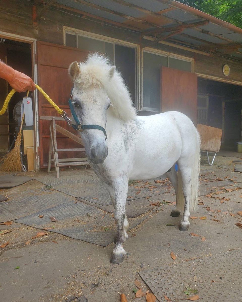 horsmartcom's tweet photo. 【8月オークション上場馬】
馬名:ホイップ
年齢:11歳
性別:セン
品種:ポニー
紹介ページ:https://t.co/nuFTIZXPlD
#馬 #売り馬 #horse #horsesale #乗馬 #馬術 #horsmart #ホースマート https://t.co/uPuuLEmbGN
