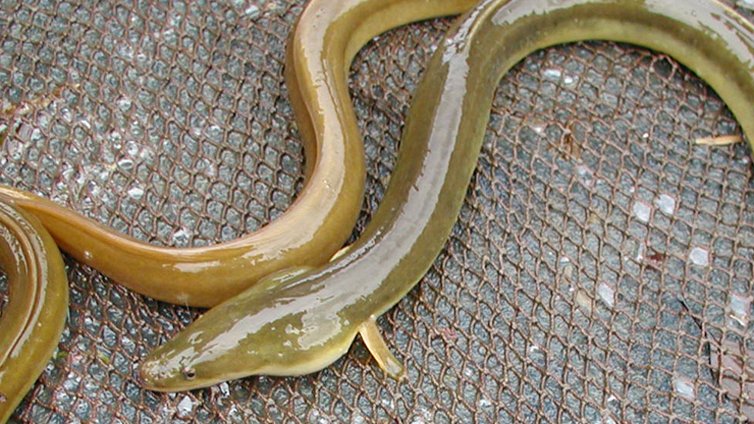 天然鰻 Twitter Search Twitter