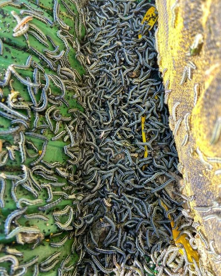 Trakya'da tırtıl istilası başlamış. Bölgedeki çiftçiler şikayetçi ve yardım bekliyor. Bizden de paylaşım ricasında bulundular, durumları çok kötüymüş...  😳