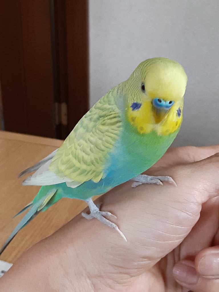 Travis9050's tweet photo. #インコ探しています
埼玉県日高市でセキセイインコを逃がしてしまいました。見つけた方は情報提供お願い致します。 https://t.co/jxHH8x8gZe