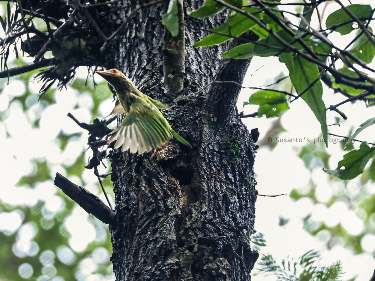 Brown-headed Barbet 
Feeding to her babies who are inside the tree trunk hole
<a href="/OrnithophileI/">Birds of India Rocky Singh</a> <a href="/dfo_jeypore/">DFO Jeypore</a> @KoraputDfo #IndiAves #BirdsSeenIn2022 #BirdsPhotography <a href="/NatGeoPhotos/">Nat Geo Photography</a> <a href="/NatGeo/">National Geographic</a>