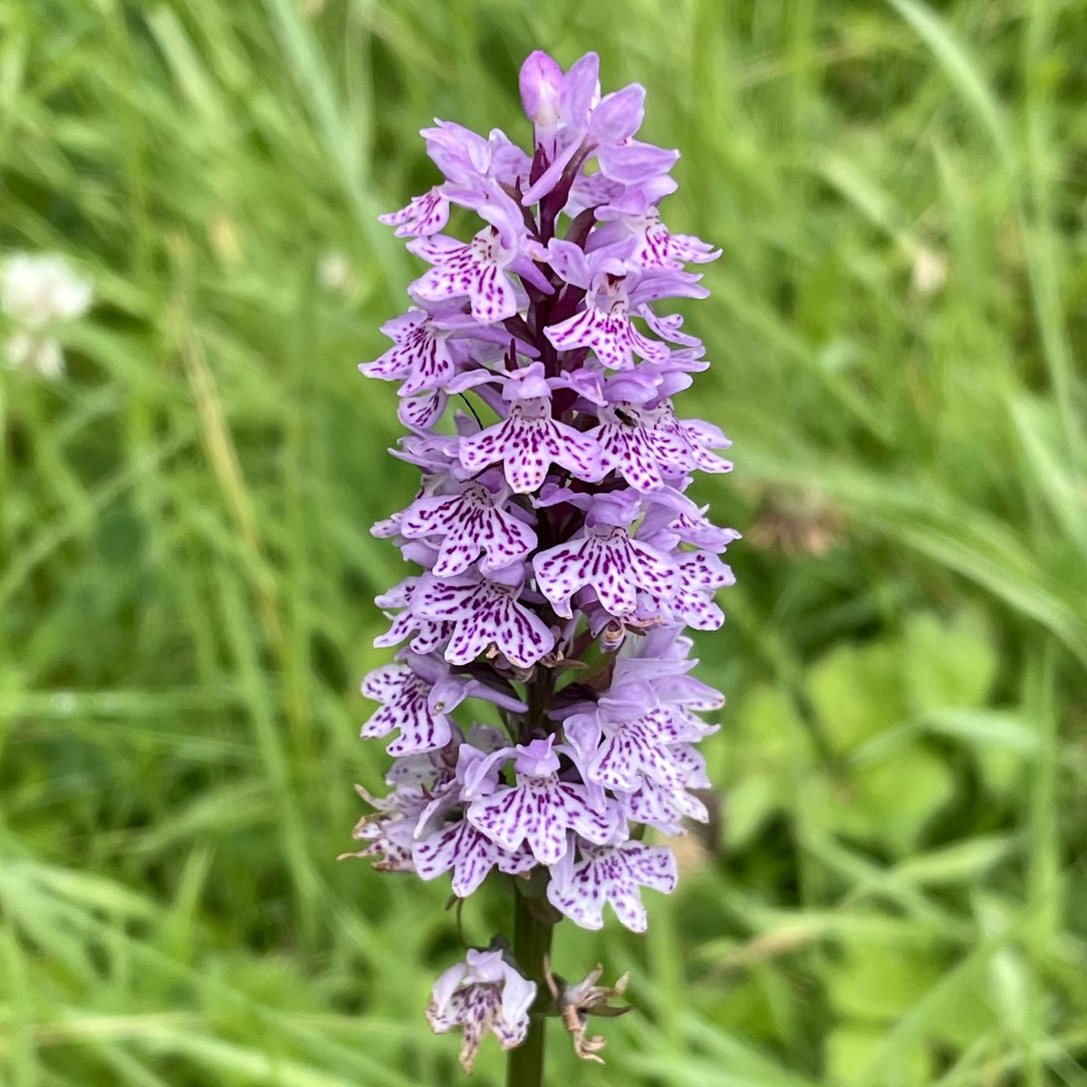 It’s a nice morning here at 15C. Took this pic whilst on a road trip to #cofermanagh lately. These little gems were abundant.