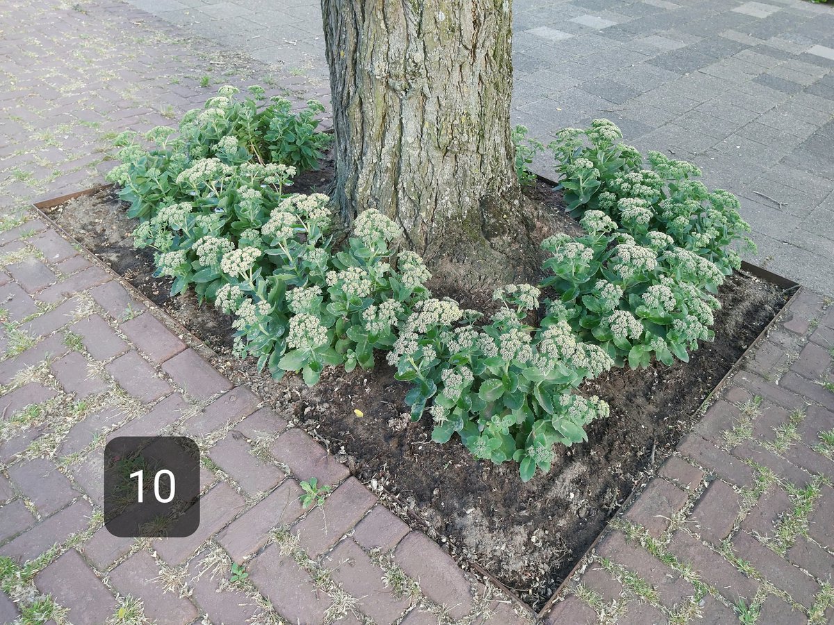annekestrasters's tweet photo. M'n 32 boomspiegels/ 4 plantenschalen en 7 hangzakken ( onze trots) watergeven @WR_Crooswijk #Koeweide @Stadsbeheer010 @BuurtBestuurtR @opzoomermee @vincentkar @Ed1m https://t.co/frQTGNe9AO