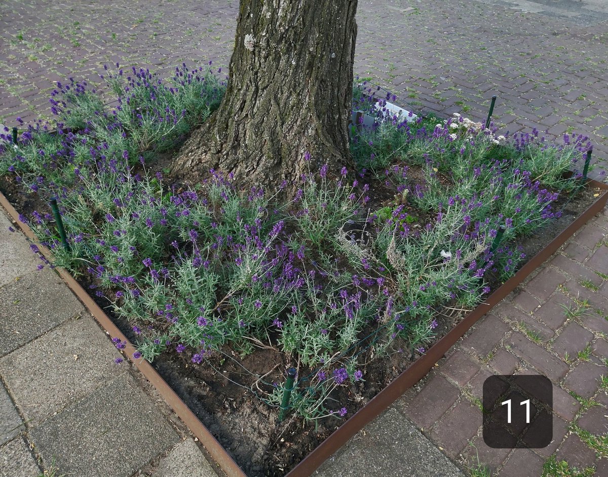 annekestrasters's tweet photo. M'n 32 boomspiegels/ 4 plantenschalen en 7 hangzakken ( onze trots) watergeven @WR_Crooswijk #Koeweide @Stadsbeheer010 @BuurtBestuurtR @opzoomermee @vincentkar @Ed1m https://t.co/frQTGNe9AO