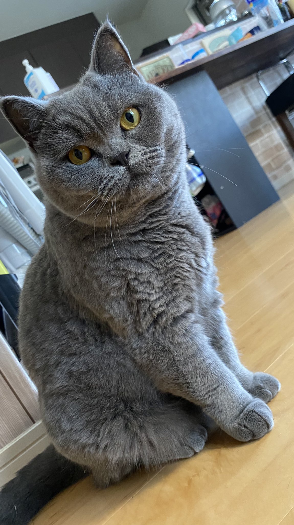 تويتر あさむぎ على تويتر 可愛い ブリティッシュショートヘア T Co Htgyufgvry