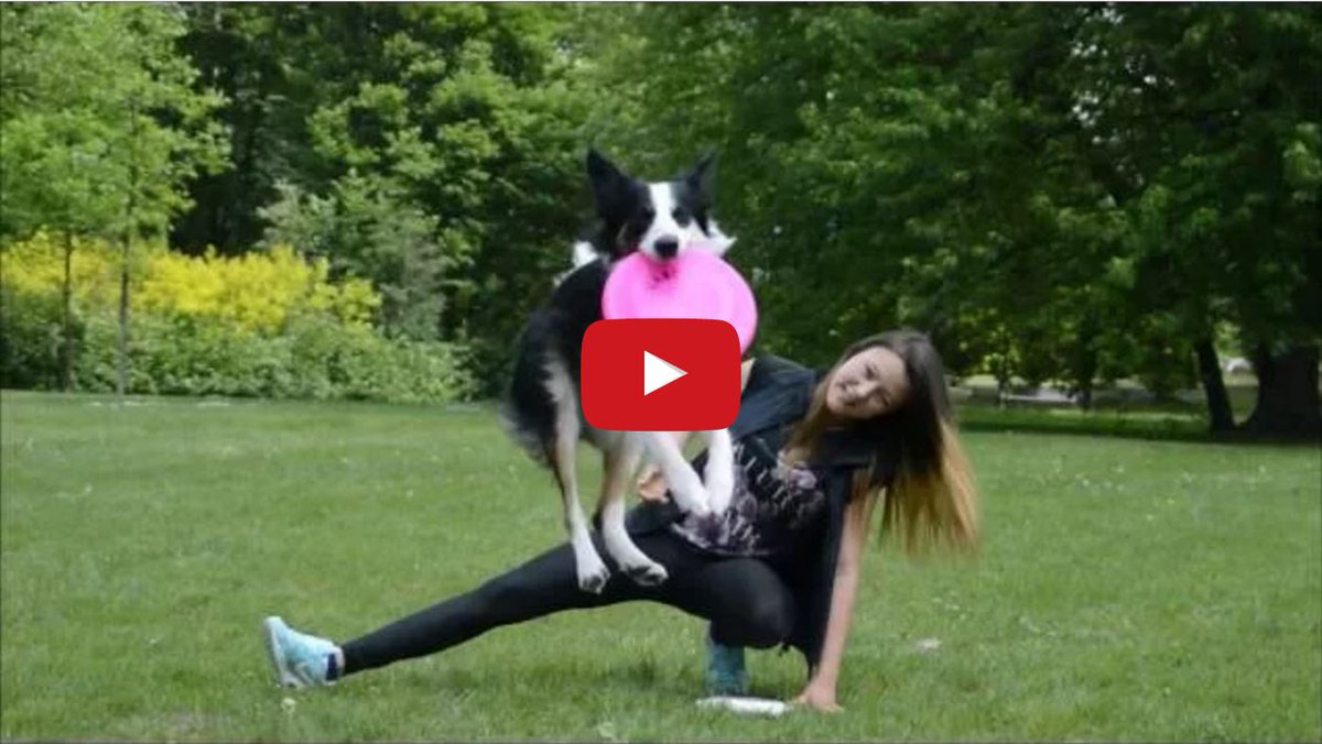 bordercolliefc's tweet photo. Fru the Border Collie Can Do It All! https://t.co/ldLHu60vFy #bordercollie #Dogs #bordercolliefc https://t.co/vD1eUXORja