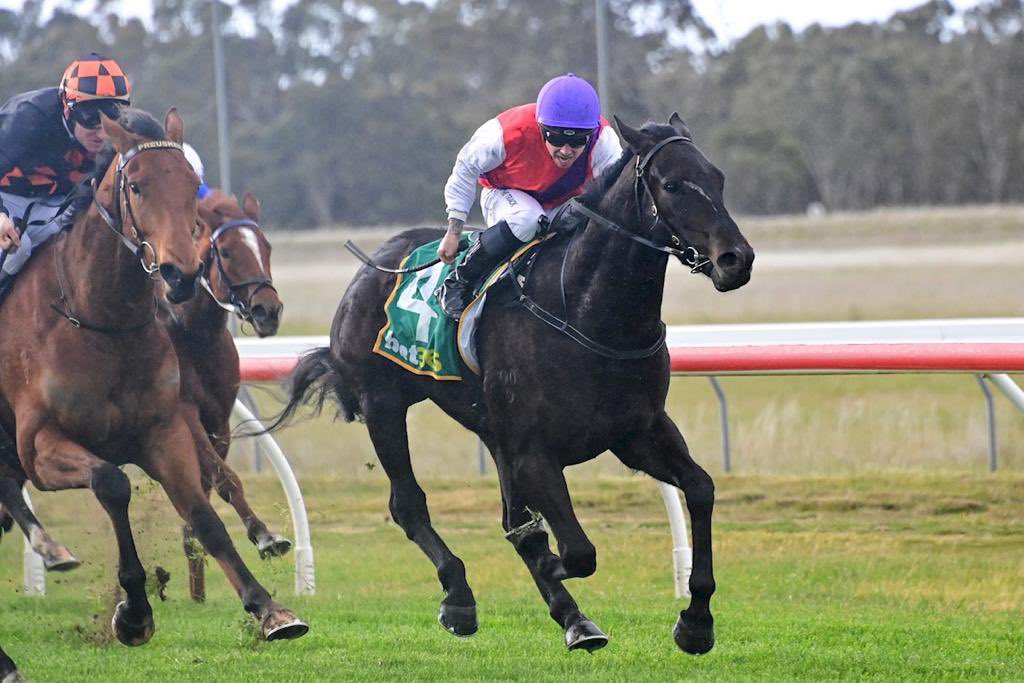 synder84's tweet photo. Islero #CaulfieldGuineasherewecome @FreedmanRacing https://t.co/zZliCzsFbc