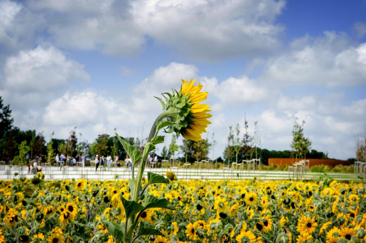 8 years ago today, 298 innocent people died tragically after the downing of flight MH17. My thoughts are with the victims and their families. The Netherlands continues to fight with allies for establishing truth, justice and accountability for all those affected by this tragedy.