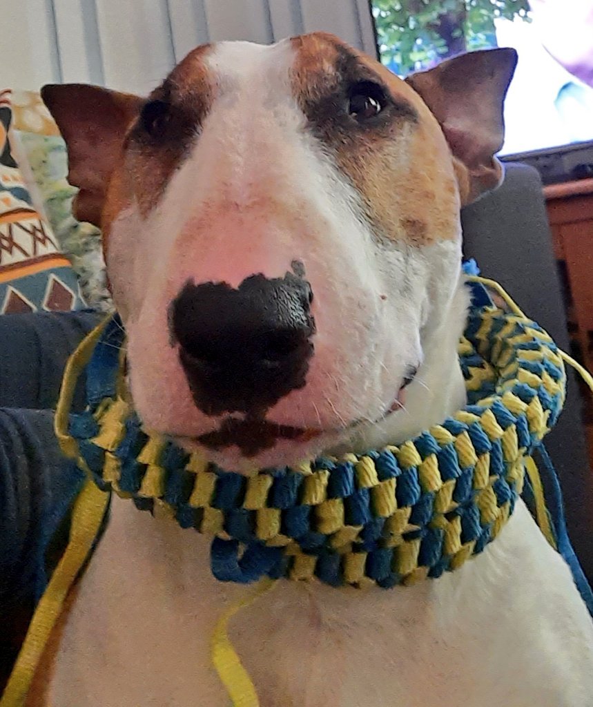 Today is my 8th birthday. I feel responsible for losing some of Maxi's followers since I'm sharing his account. My #birthdaywish is to gain them back and more. I'm also a lovely #dog with a wicked sense of humour. Please give me a chance.😚🐾 #dogsoftwitter #bullterrier #birthday