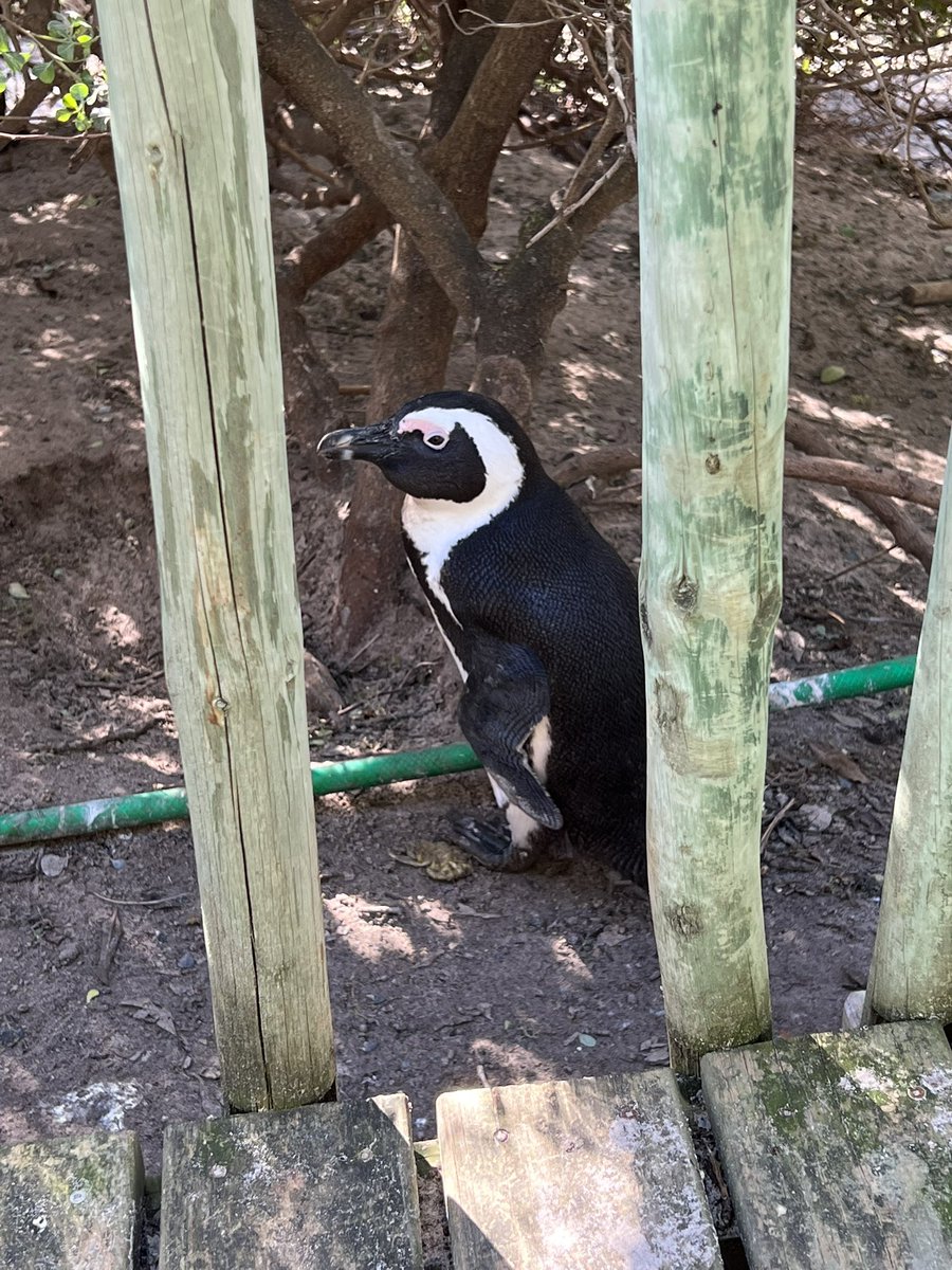 PazicniLabCER tweet media