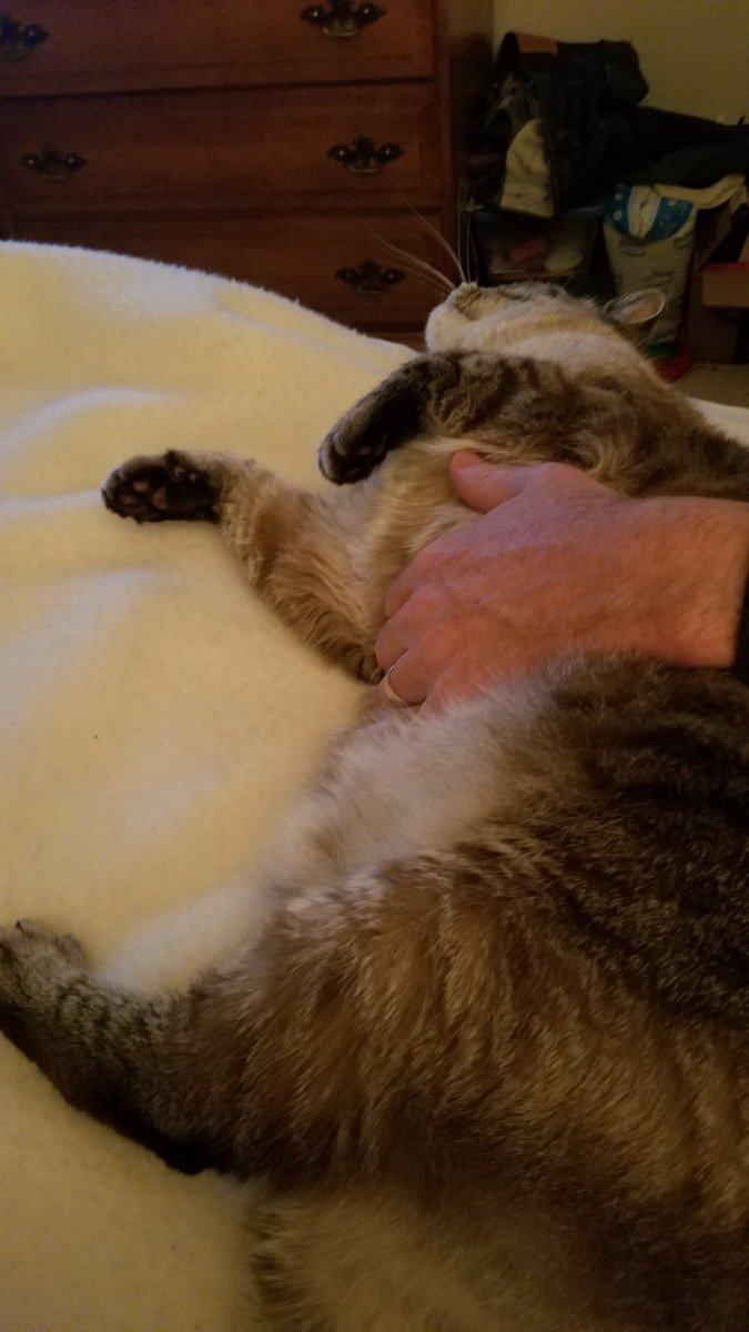 juice_poodle's tweet photo. Got a sweet, sweet massage from Pop!  #bellyrubbingrules #Caturday #CatsOfTwitter https://t.co/LuFay9FsBl