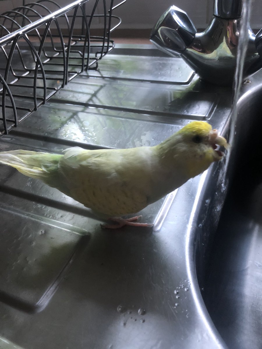 SamMobile1's tweet image. Remember to keep hydrated during this heatwave! #heatwave #BirdTwitter #ziggythebudgie
