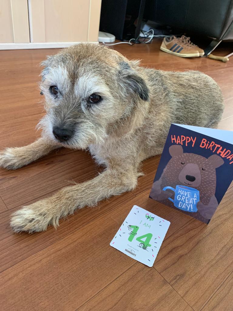 #BTposse,Dexter is 14 today and can still run a mile to swipe a tennis ball and is selectively deaf unless food is involved