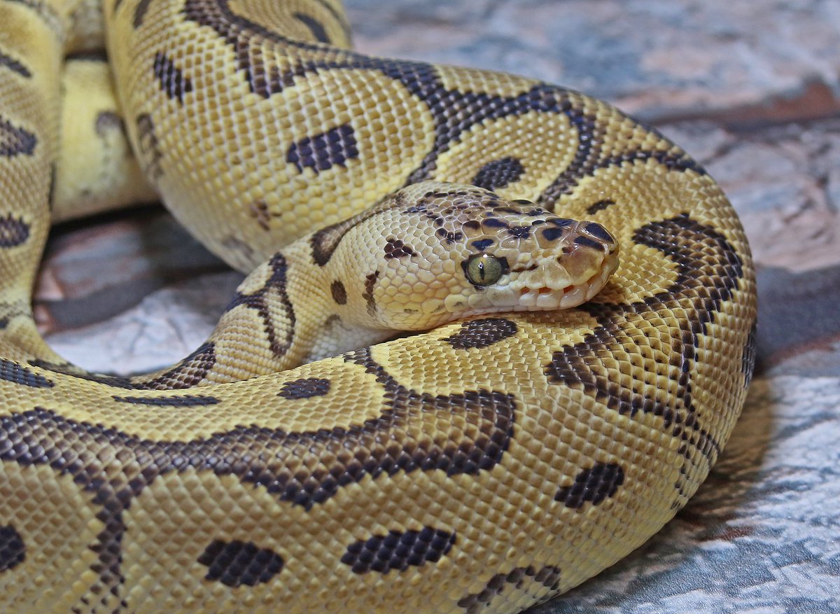 ChazSNA's tweet photo. Pastel Clown Royal (Ball) Python, a combination of recessive and co-dominant genes to create this cultivar.
(Python regius)

Photo: Charles Thompson
#royalpython #ballpython #herpetoculture #pythonidae #snakesnadders https://t.co/96ucaiyctj