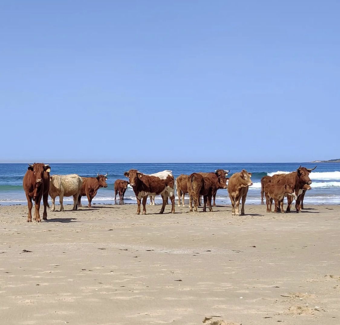 rosau's tweet photo. Paraíso #Bolonia Cádiz , el sur en su esencia. https://t.co/Nyn8BhOu9y