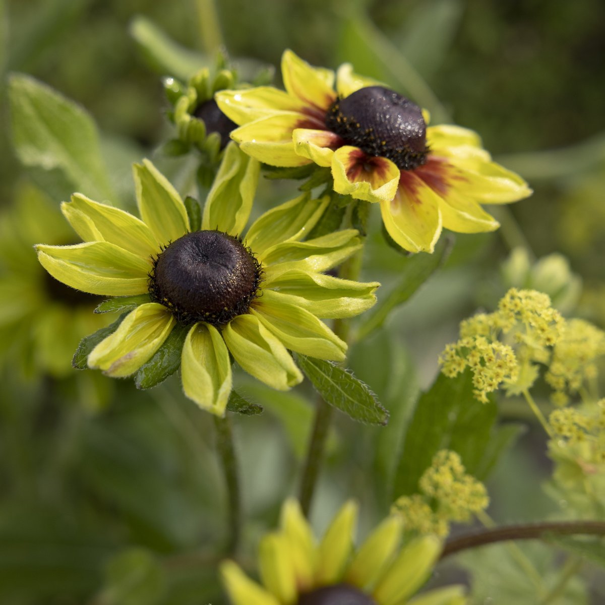 The perfect gap-filler for summer borders, Rudbeckias are easy to grow, and will often flower non-stop until the first frosts. You can save up to 50% on selected Rudbeckias in our summer sale. Shop now by clicking the link: crocus.co.uk/plants/_/rudbe… #MyCrocus