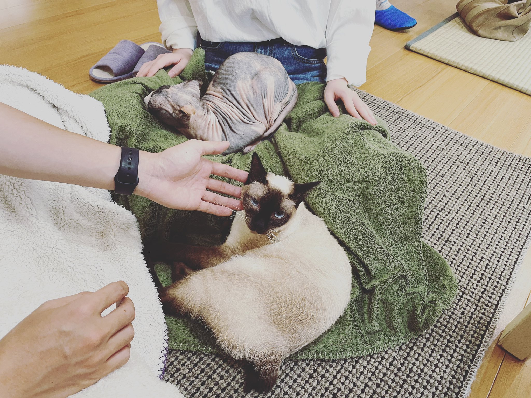 猫カフェ紅葉 大阪 泉南市 Nekocafemomiji Twitter