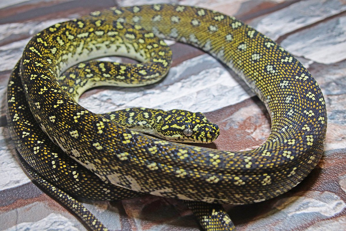 Snakes 'N' Adders tweet media