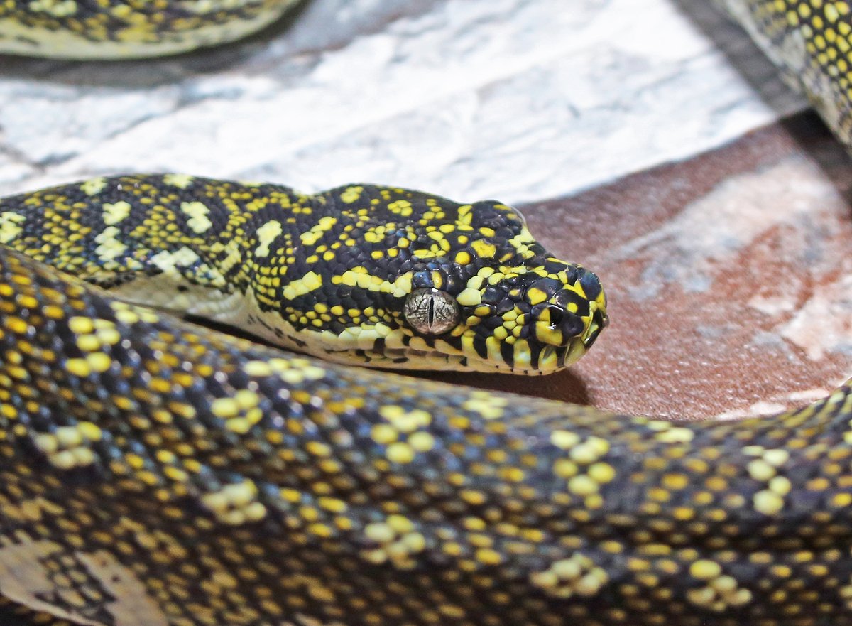 Snakes 'N' Adders tweet media