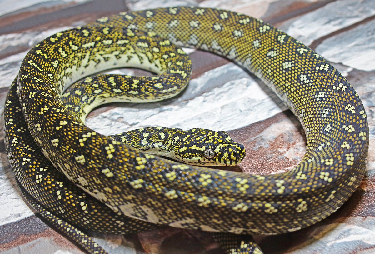 Snakes 'N' Adders tweet media