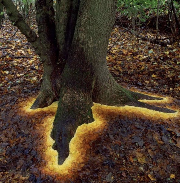 Laura__Fall's tweet image. Laila really enjoyed this half term’s homework topic and completed it almost straight away! Here are her Andy Goldsworthy style art pieces using nature…and the originals she took inspo from. #OPAK_2MH