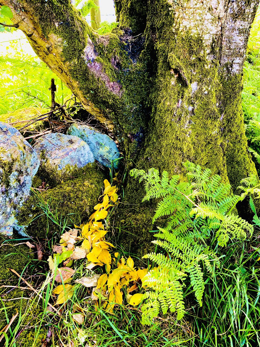 Laura__Fall's tweet image. Laila really enjoyed this half term’s homework topic and completed it almost straight away! Here are her Andy Goldsworthy style art pieces using nature…and the originals she took inspo from. #OPAK_2MH