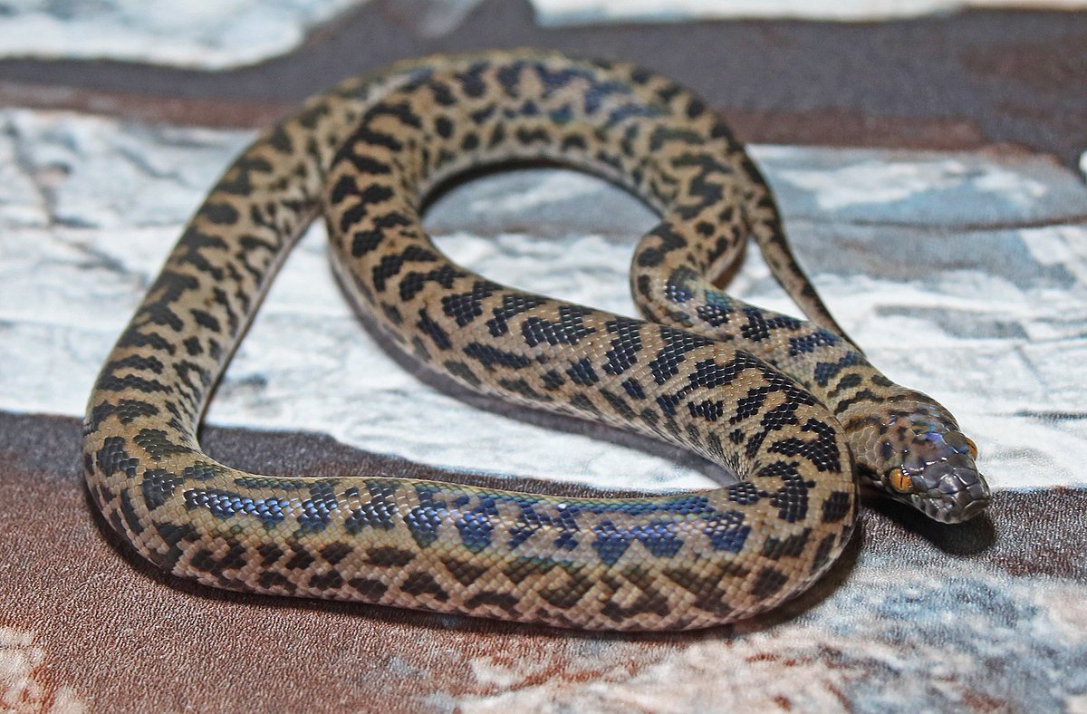 Snakes 'N' Adders tweet media