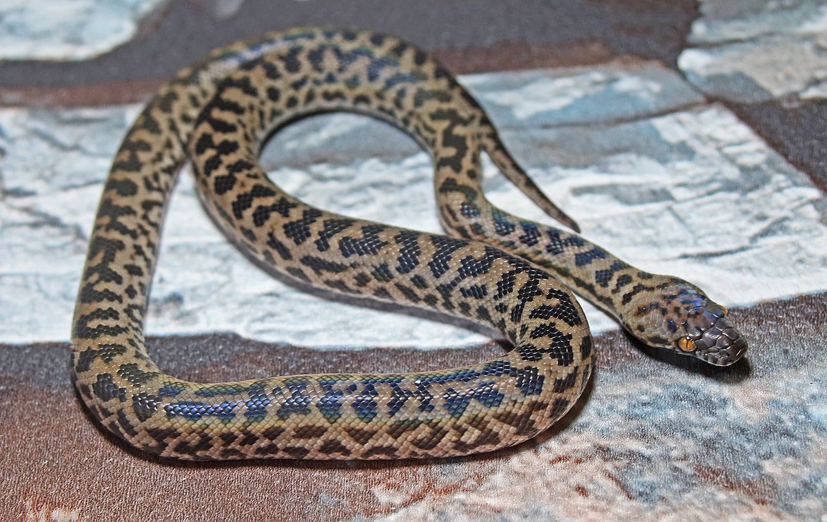 Snakes 'N' Adders tweet media