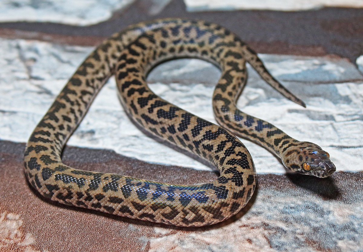 Snakes 'N' Adders tweet media