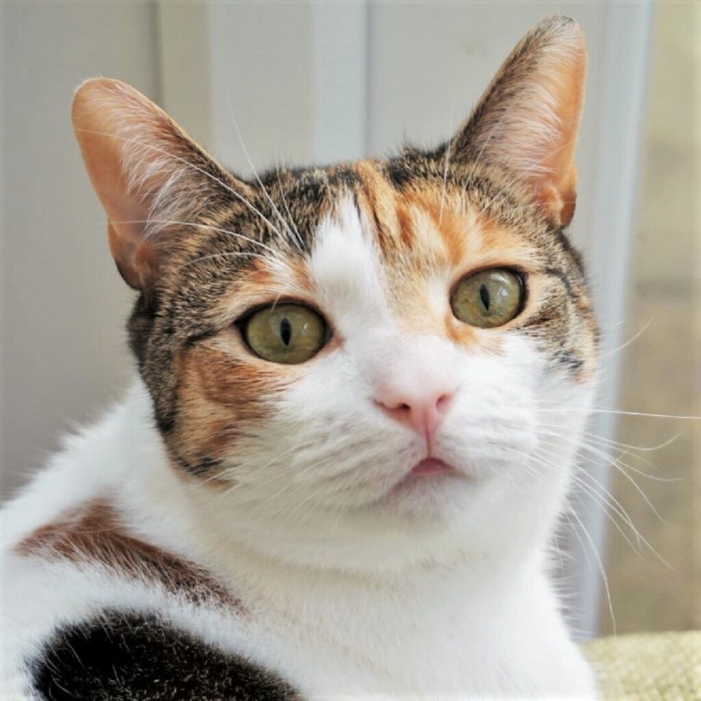 folksy's tweet photo. Hello, it’s Carol from @pookbarwell on the Folksy #makertakeover. This is Lyra, my constant companion and workroom buddy. 

She was rescued as a kitten from a feral colony and she has been my girl since she was four months old. She loves us dearly but is… https://t.co/4l7hOWAlmF https://t.co/kvrqW7js6v