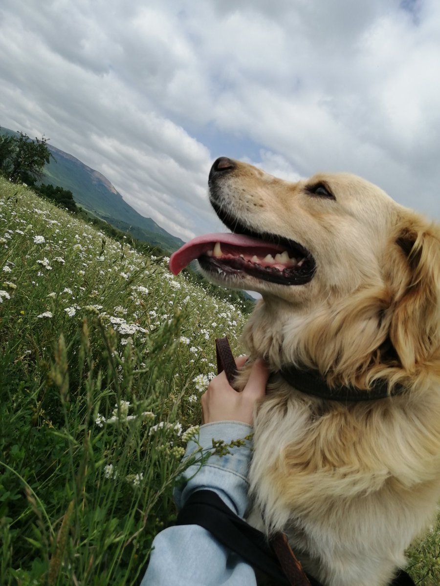 proles_ka's tweet photo. Он, конечно, самый настоящий кобель и умудрился съесть букет, который я ему подарила, и половину ягод, которые я нашла, но всё прошло чудесно. Свидание на свежем воздухе ✓🌿
Теперь ваша очередь нестандартных свиданий ;) https://t.co/kw3JOqOWVU