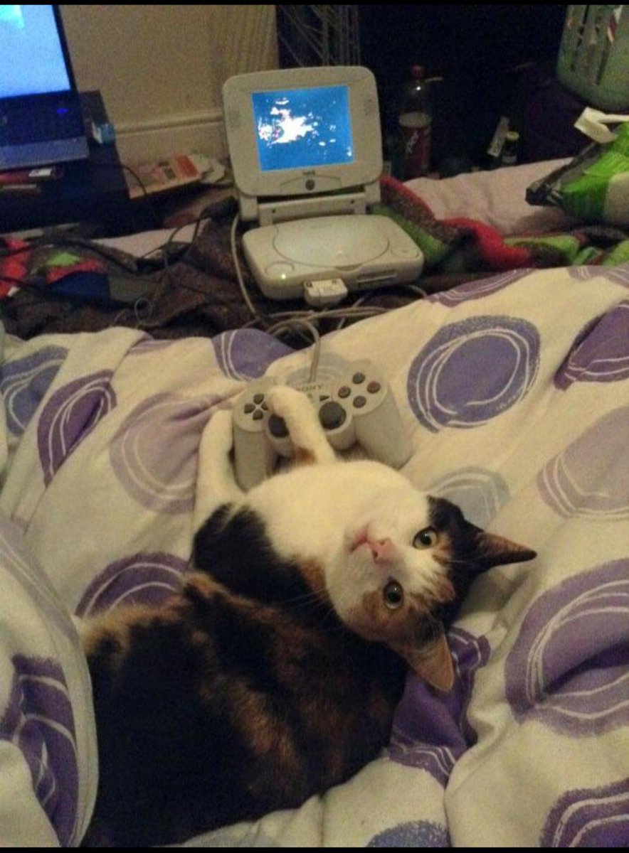 PolkaDotLeopard's tweet photo. This is Beetroot C. Catcat (the C stands for Cat). She's a big PlayStation fan, but likes to keep it old school. I believe she was playing FFVII here... #CatsofAccess https://t.co/2Neu7jdpSi