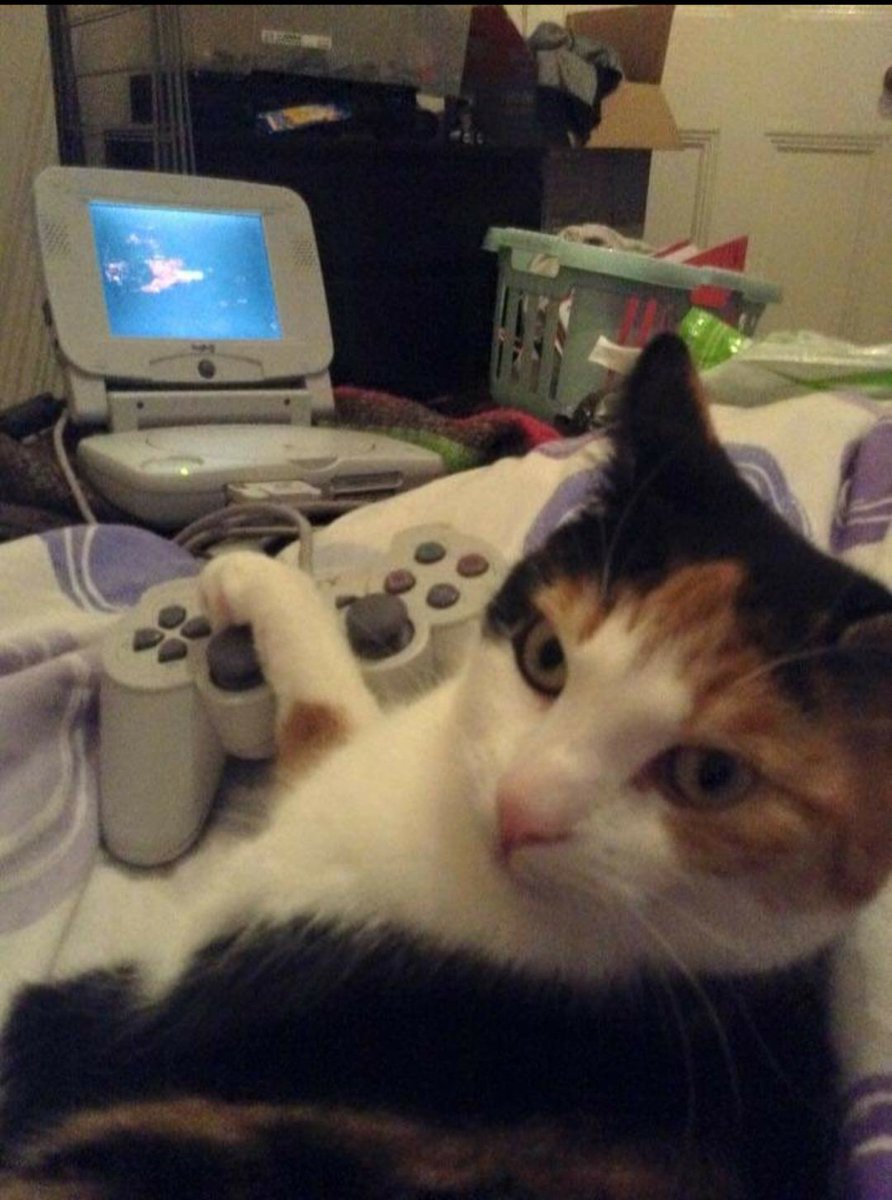 PolkaDotLeopard's tweet photo. This is Beetroot C. Catcat (the C stands for Cat). She's a big PlayStation fan, but likes to keep it old school. I believe she was playing FFVII here... #CatsofAccess https://t.co/2Neu7jdpSi