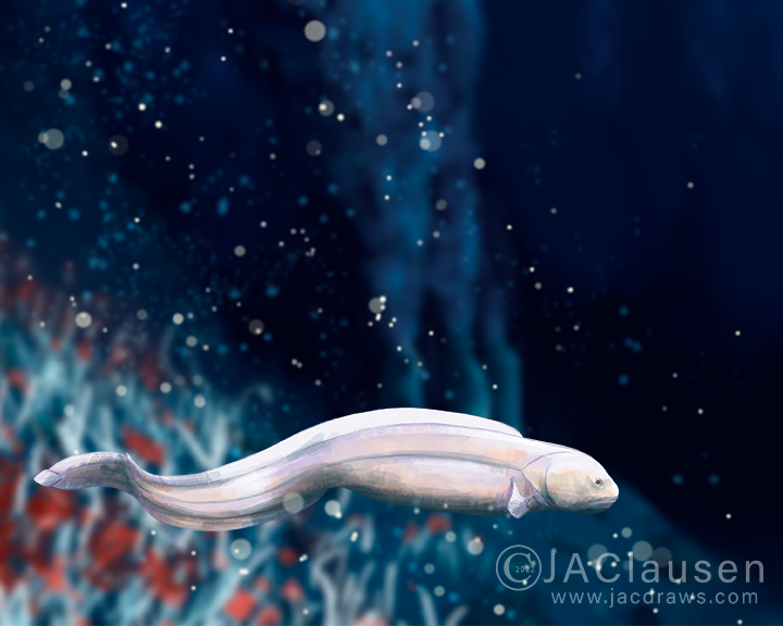 JAC on X: A quick illustration of a Pink Vent Fish for today's