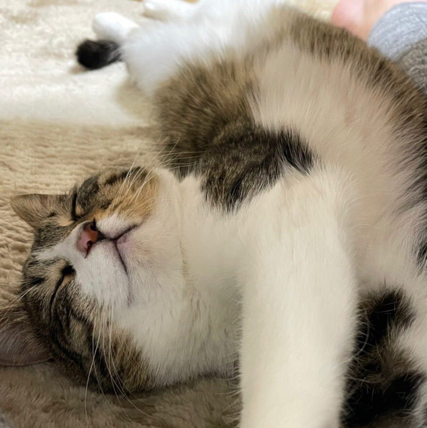 mona_cat_00's tweet photo. 伸びてます🙆‍♀️🙆‍♀️🙆‍♀️
  
#保護猫
#ねこ 
#猫がいる暮らし 
#猫好きさんと繋がりたい https://t.co/zDZ7Q9mfaq