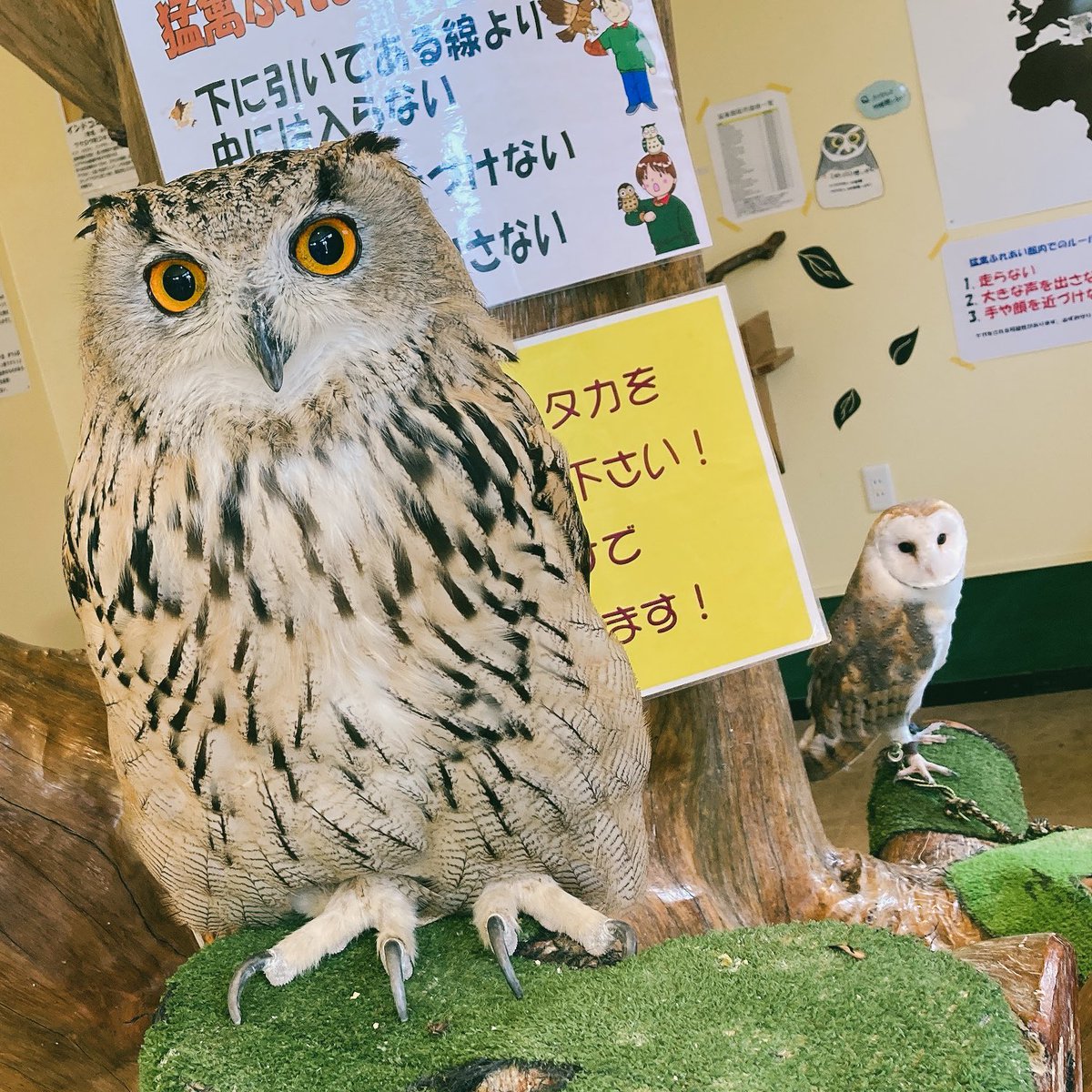 mg___201902___'s tweet photo. 大好きな鳥さんに会いに行ってきました‼️ バードパラダイス🕊♡ 最高(⁎ᴗ͈ˬᴗ͈⁎) https://t.co/cP1Mmr4eS2
