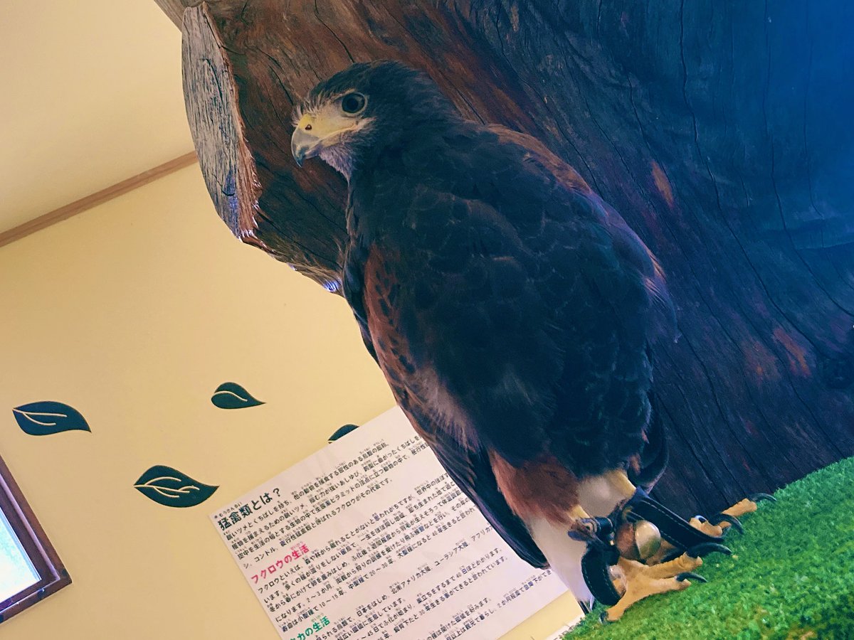mg___201902___'s tweet photo. 大好きな鳥さんに会いに行ってきました‼️ バードパラダイス🕊♡ 最高(⁎ᴗ͈ˬᴗ͈⁎) https://t.co/cP1Mmr4eS2