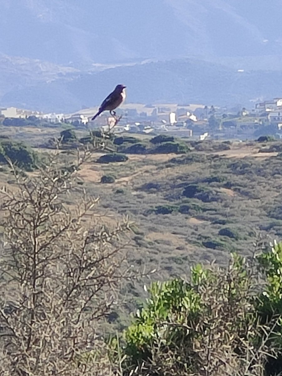 ZafraFJ's tweet photo. Esta mañana con algo más de calor, pero se agradece estás vistas 🏃🏼 https://t.co/vsI89aeXxU