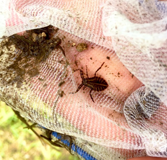 タガメの1齢幼虫!!!
小さくてかわいい!!!! 