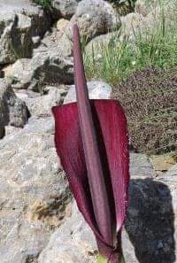 SEDEF HASTALIĞI İÇİN MUCİZE
Ben Ankara'nın bir ilçesinde bir okulda müdür yardımcılığı görevini yapıyorum. Bundan 12 yıl kadar önce, Anadolu'da bir köyde öğretmenlik yaparken, 11 yaşlarında bir öğrencim sedef hastalığına yakalanmıştı. 

++