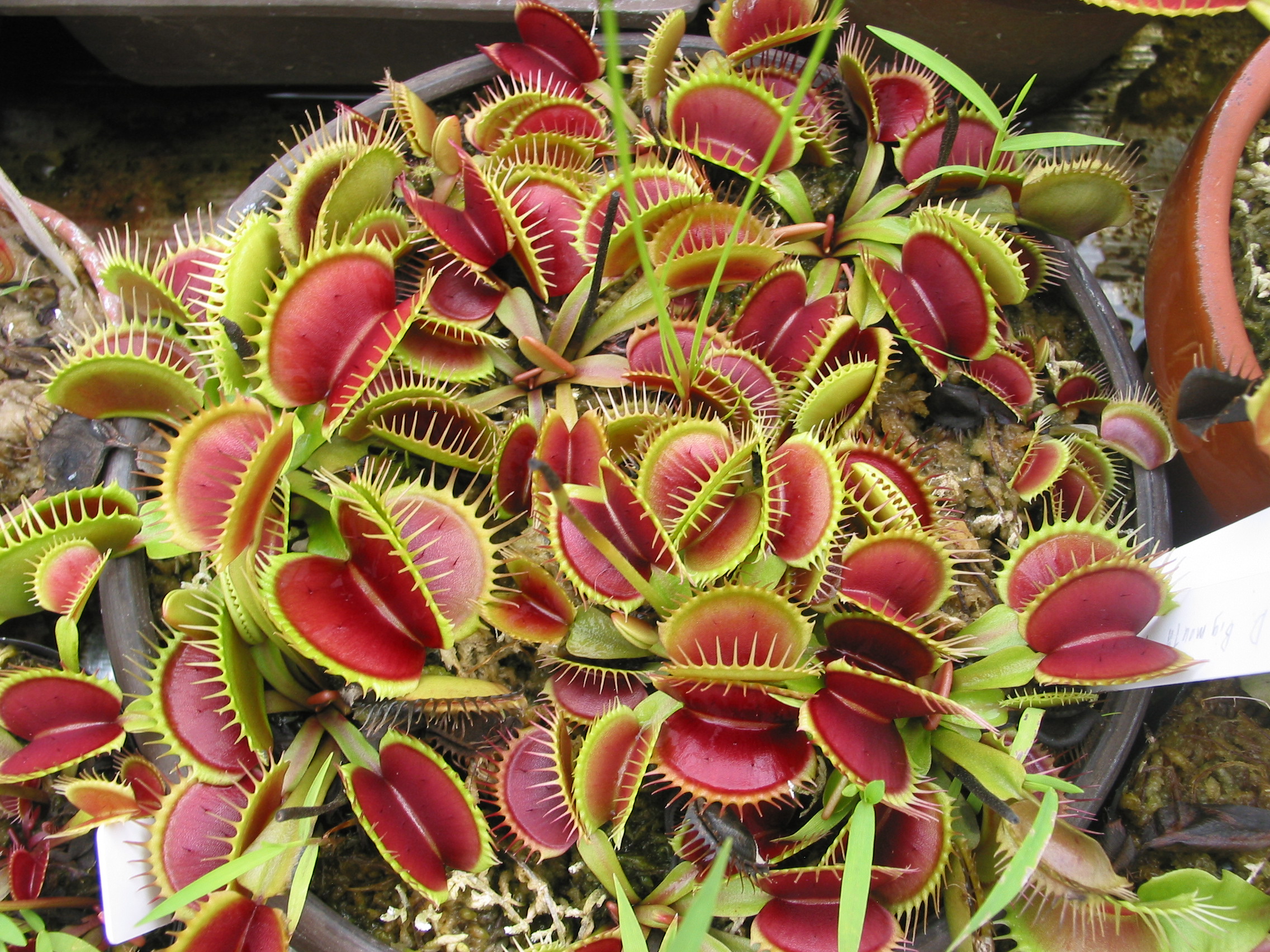 食虫植物 ハエトリソウ Dionaea 内藤氏由来 Www Pueblopanaca Com