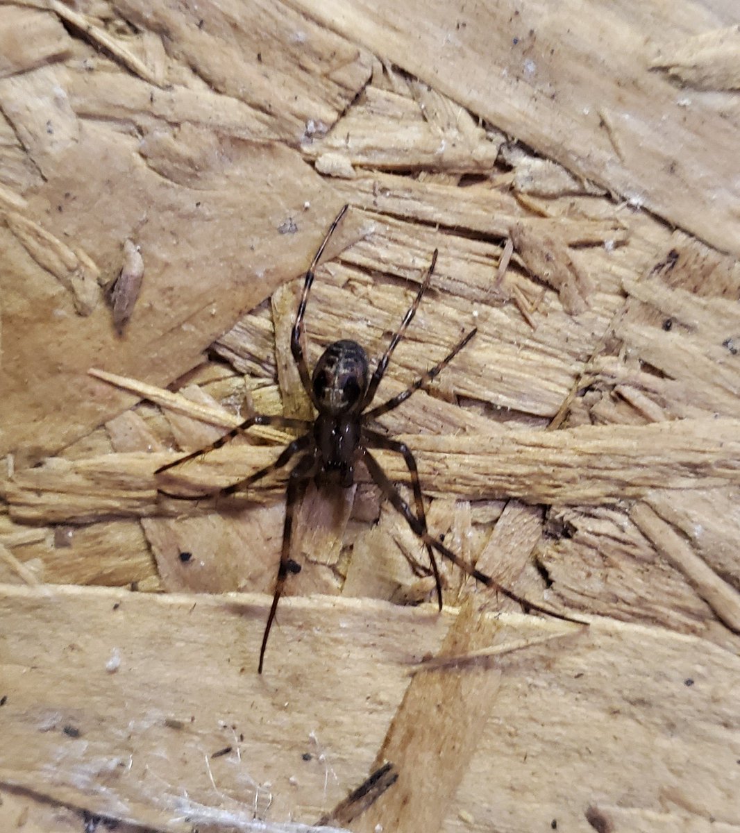 #spiders just clearing up the garage, turned over a scrap of wood and look at this stunning family! <a href="/BritishSpiders/">BAS</a>