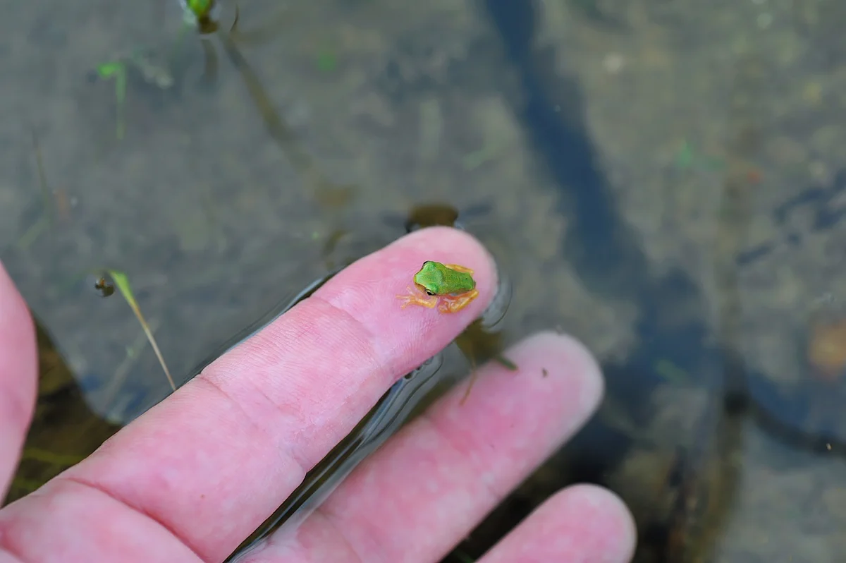 指先に収まっちゃう大きさ！可愛すぎるアマガエルの写真が話題に！
