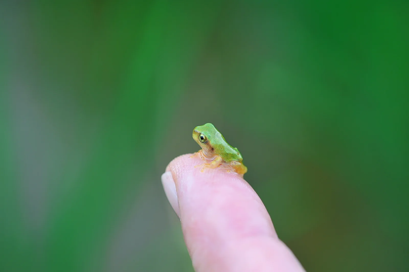 指先に収まっちゃう大きさ！可愛すぎるアマガエルの写真が話題に！
