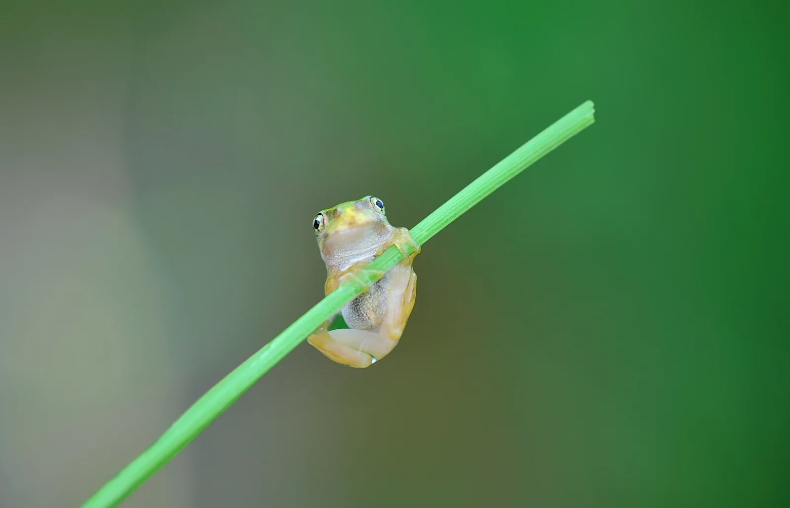指先に収まっちゃう大きさ！可愛すぎるアマガエルの写真が話題に！